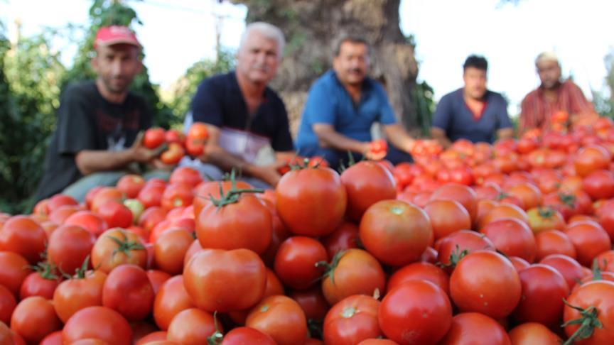Rusya Türkiye'den domates ithalatını 2 kat artırıyor