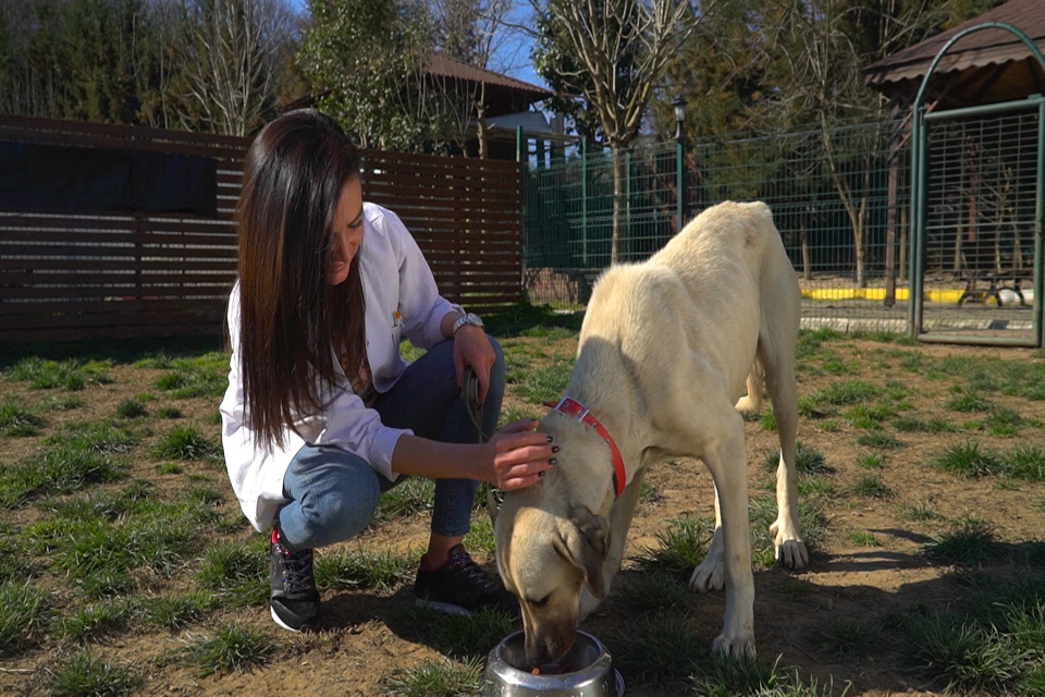 Dostumun Dünyası Köpeklerin Yaşamına Işık Tutuyor