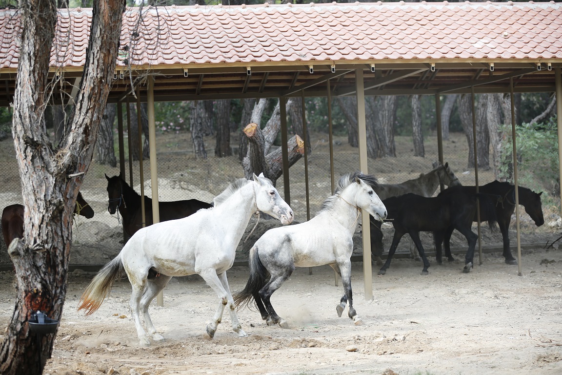 Antalya’da fayton faaliyetleri sona erdi