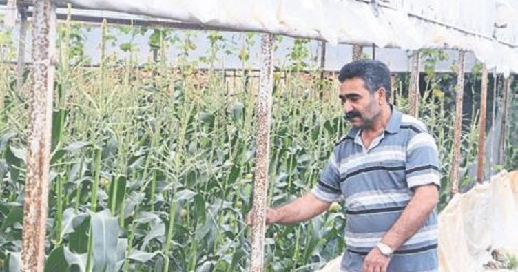 Antalyalı çiftçi mısır ile ezber bozdu