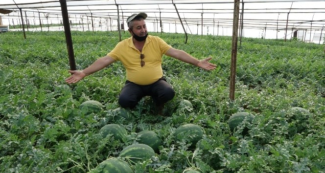 Antalya'da yeni sezon karpuzlar kilogramı 5 liradan kamyonlara yüklenmeye başladı