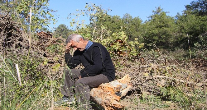 100 yıllık çınar ağaçlarının kesilmesine tepki 
